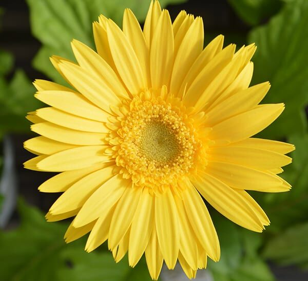 gerbera daisy yellow