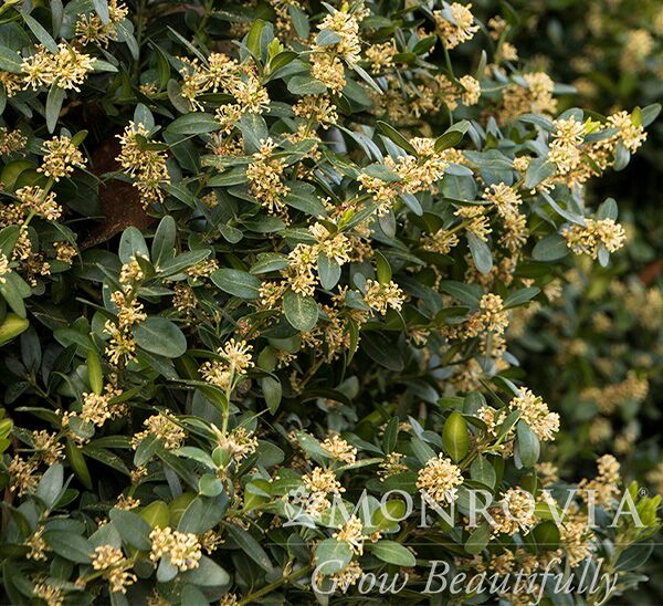 Green Tower® Boxwood