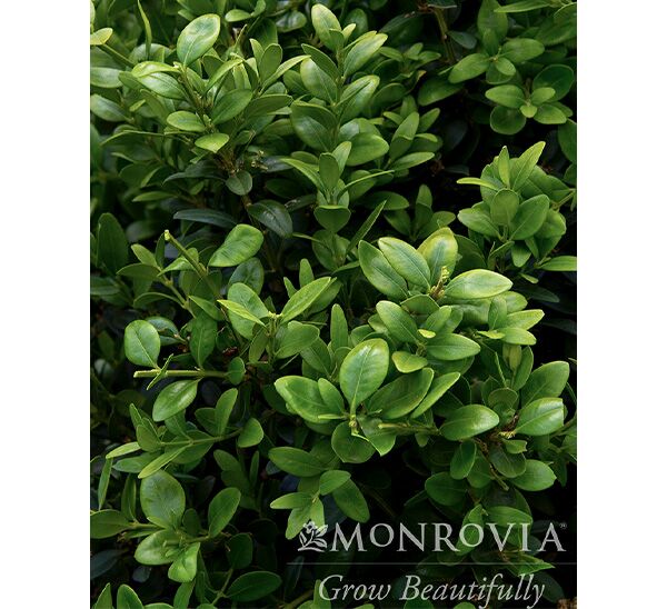 Green Tower® Boxwood