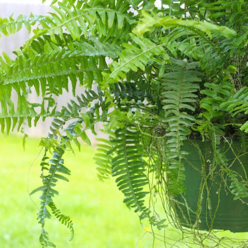 Kimberly Queen Fern Hanging Basket