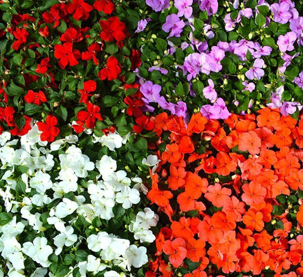 Beacon® Impatiens Photo 1