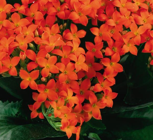 Kalanchoe Orange blooms