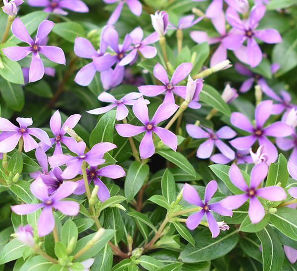 kawaii catharanthus blueberry kiss