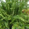 Kimberly Queen Fern Hanging Basket Photo 1