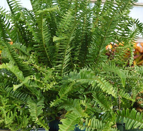 Kimberly Queen Fern Hanging Basket Photo 1