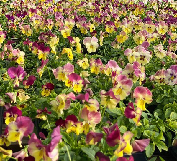 Cool Wave Spreading Pansy