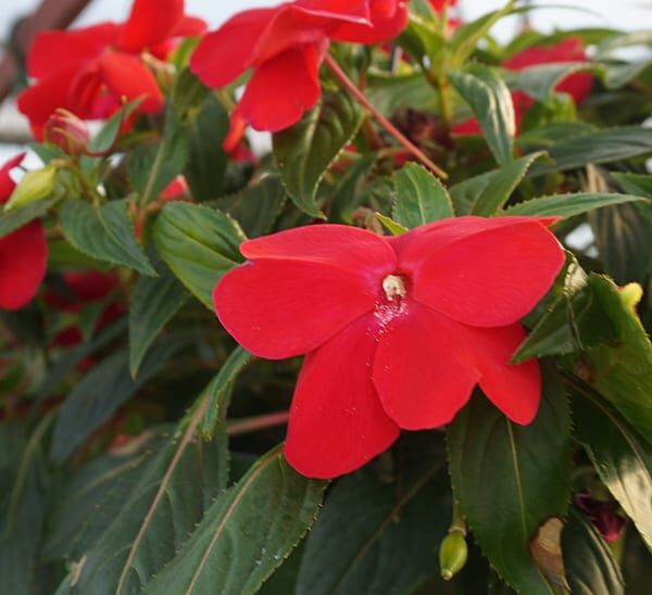 New Guinea Impatiens Hanging Basket