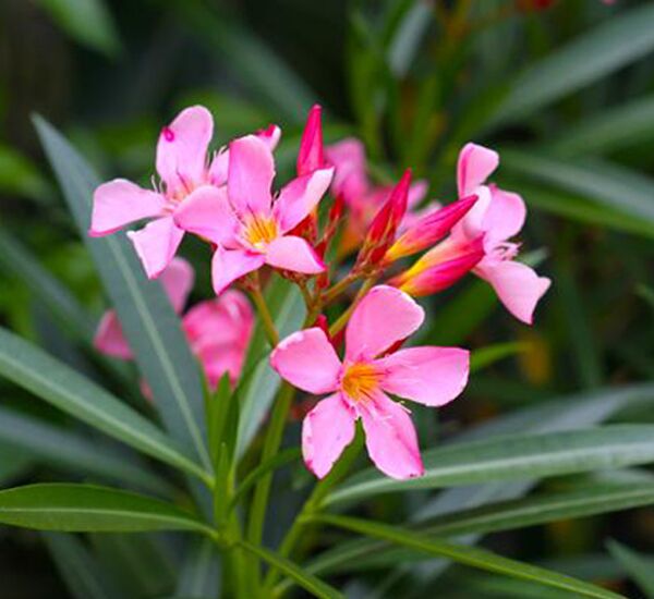 Oleander