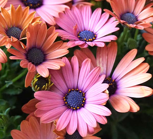 African Daisy