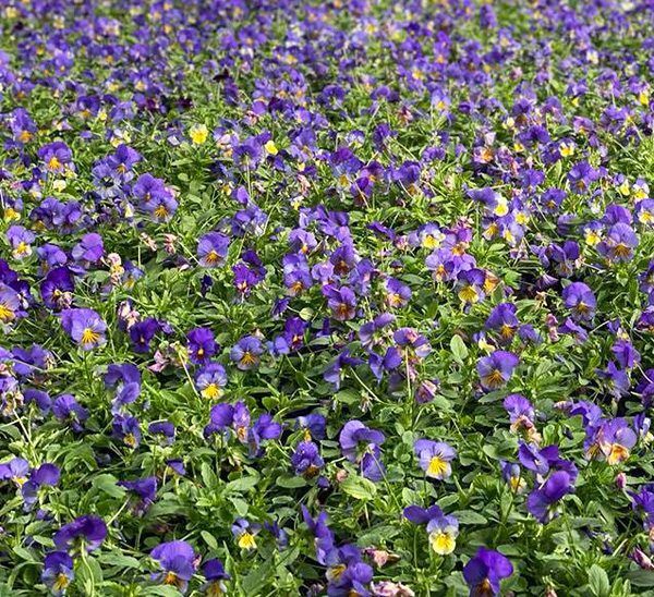 Cool Wave Spreading Pansy