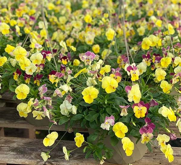 Cool Wave Spreading Pansy