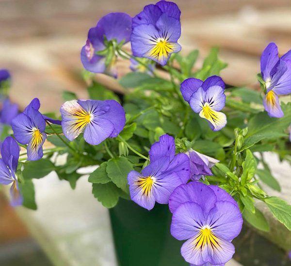 Cool Wave Spreading Pansy