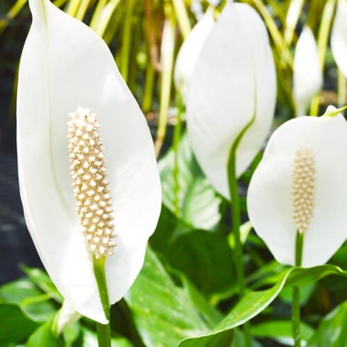 Peace Lily (Spathiphyllum)