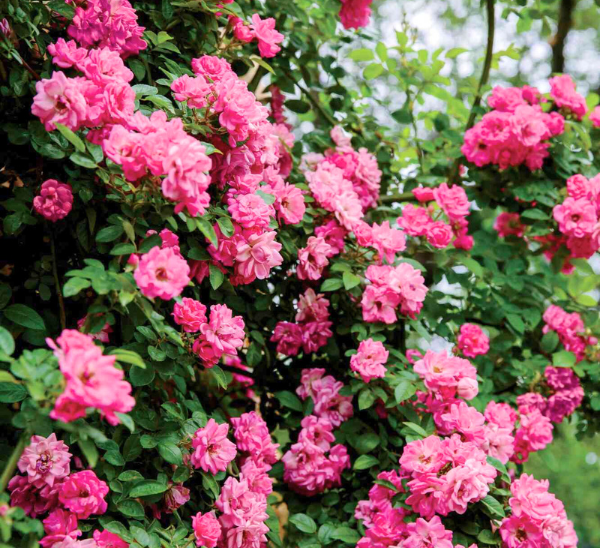 Peggy Martin Climbing Roses