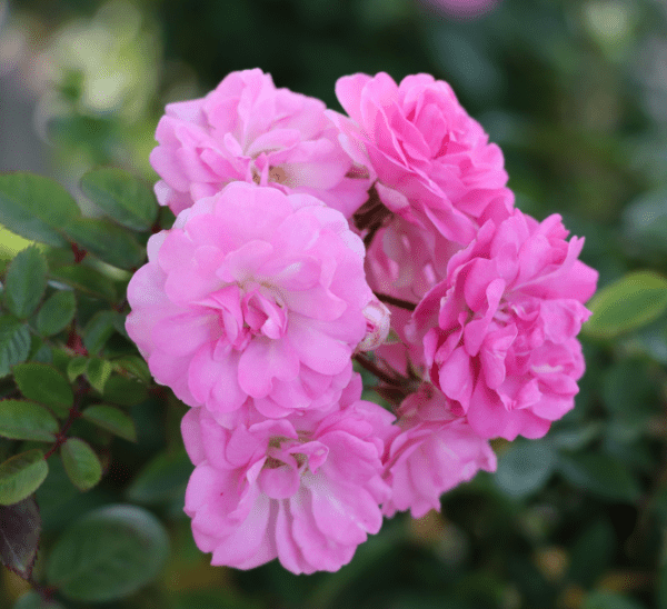 Peggy Martin Climbing Roses