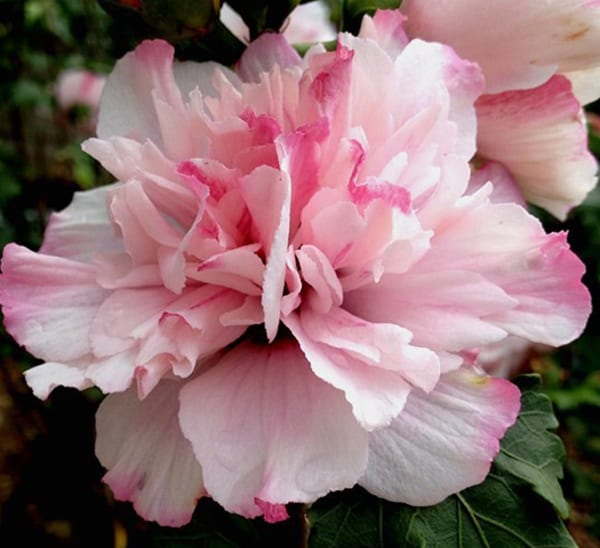 Peppermint Smoothie™ Althea Photo 1