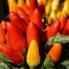 Ornamental Pepper Photo 1