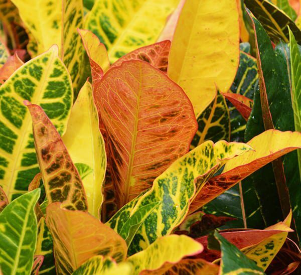 Close up of yellow and orange Petra Corton leaves