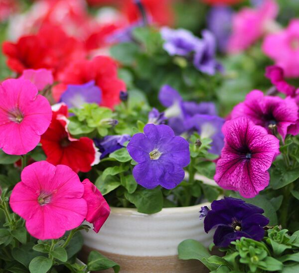 purple petunia in pottery