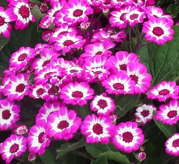 pink bicolor cineraria