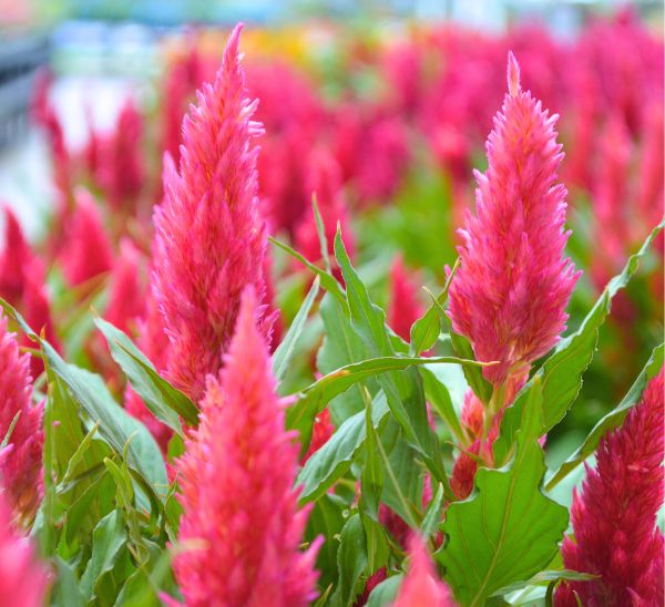 Celosia