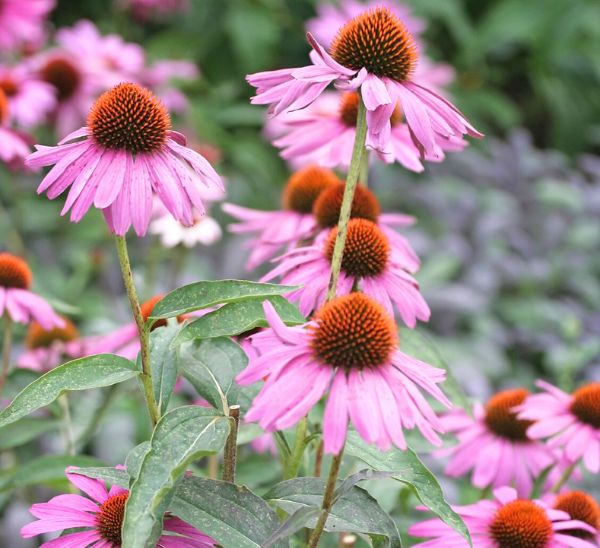 Coneflower
