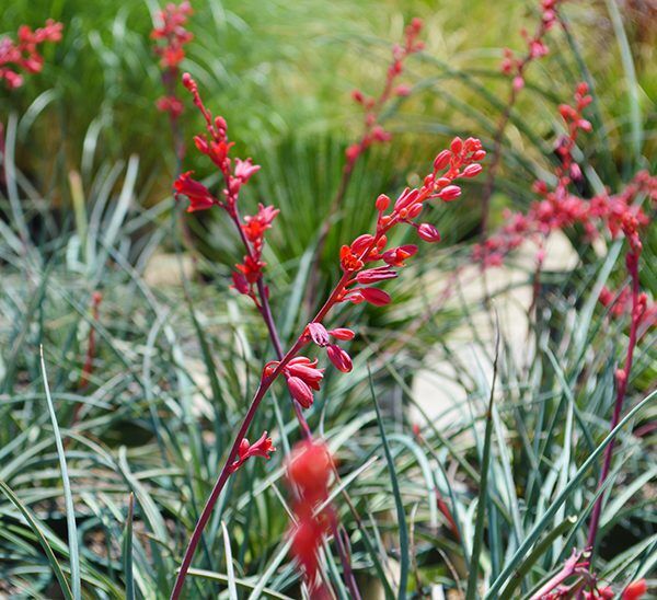 Red Yucca