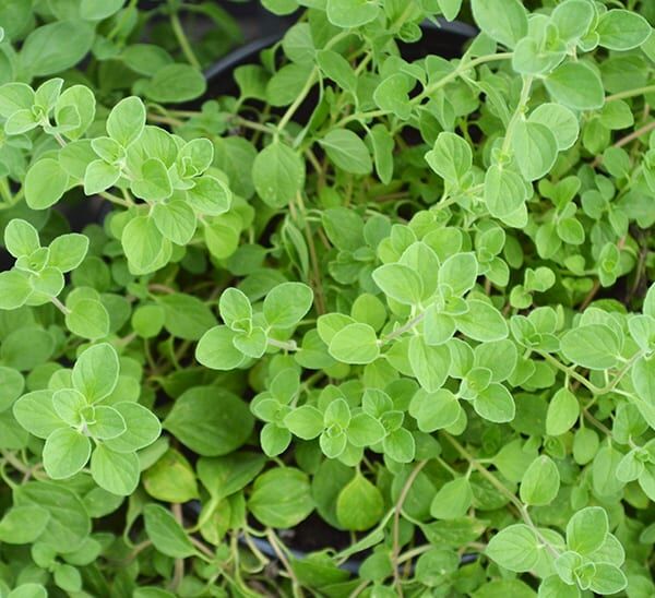 Standard Herb 6 Pack Kit Photo 1