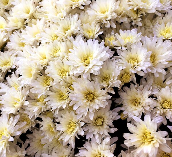White Chrysanthemum blooms