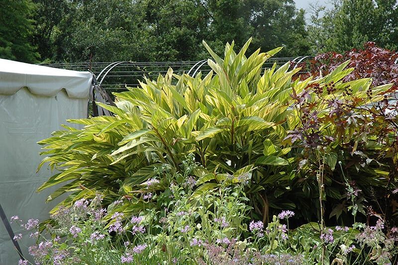 variegated shell ginger