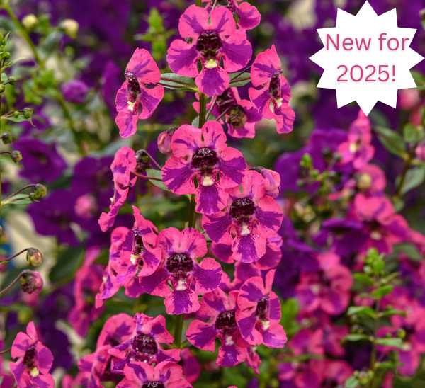 Angelonia
