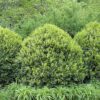 needlepoint Chinese holly