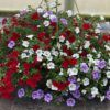 calibrachoa hanging basket 12in