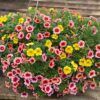 calibrachoa hanging basket 12in