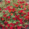 calibrachoa hanging basket 12in