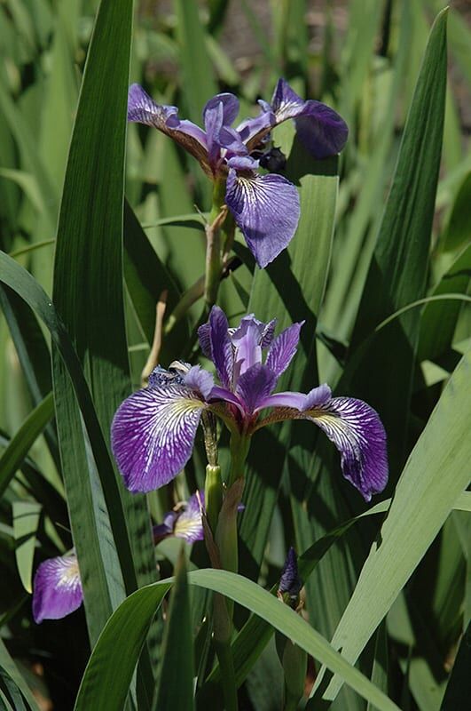 Siberian iris