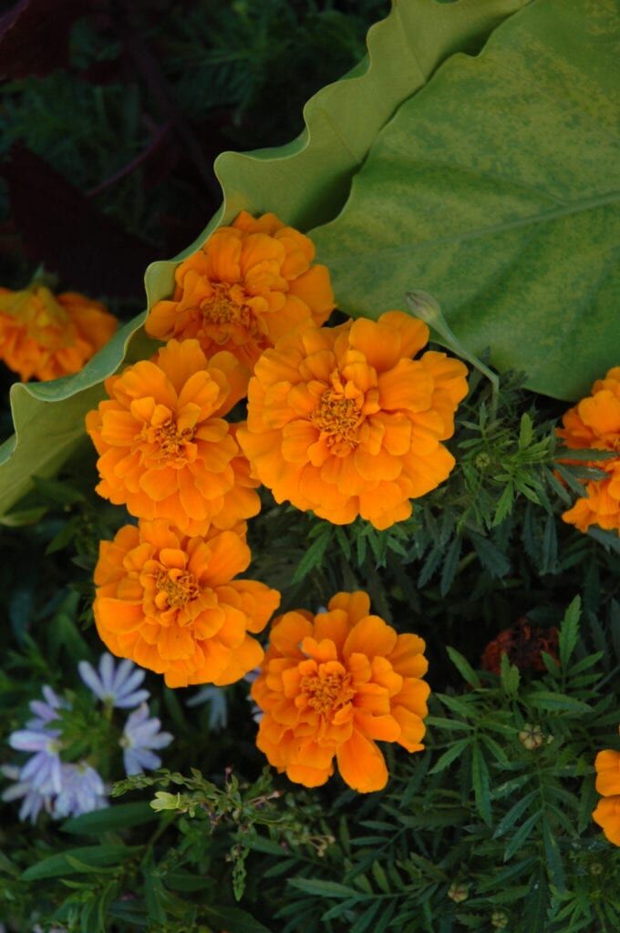 Durango Orange Marigold