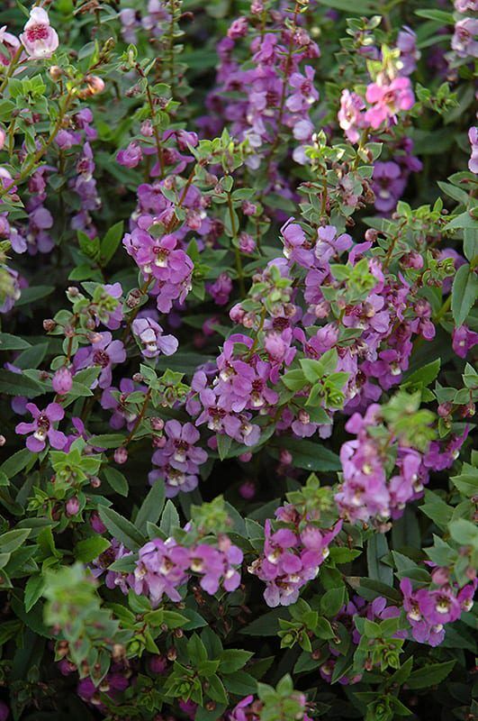 Serena blue angelonia