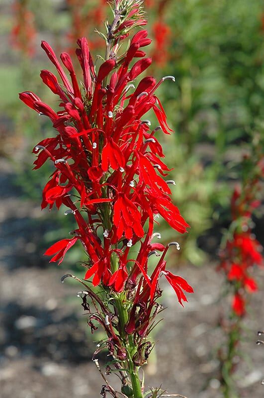 cardinal flower