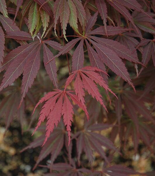 burgundy lace Japanese maple