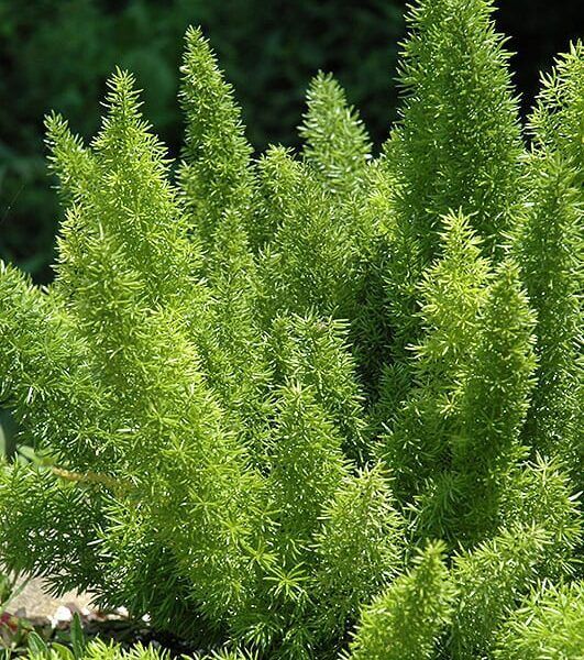 foxtail fern