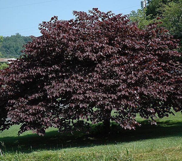 burgundy hearts redbud