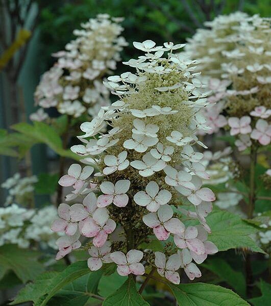 Alice hydrangea