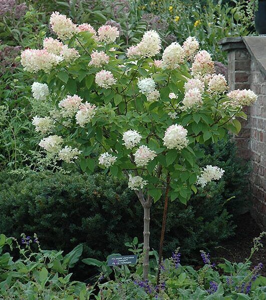 limelight hydrangea