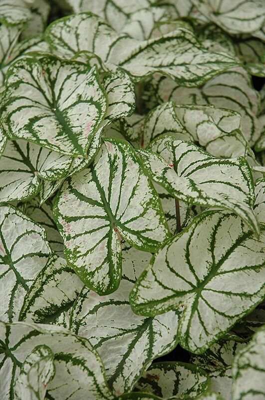 white Christmas caladium