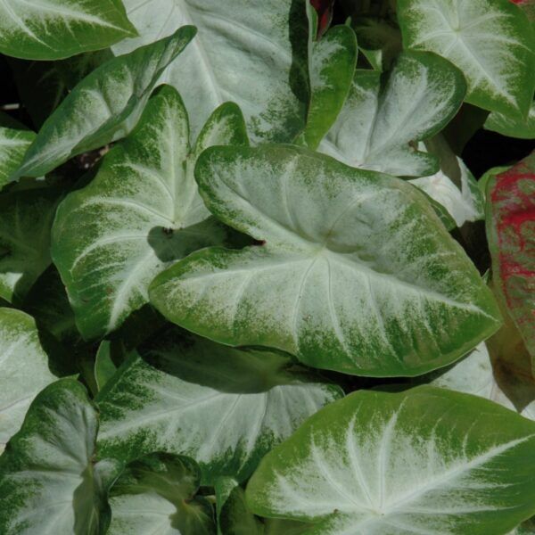 Aaron Caladium Image