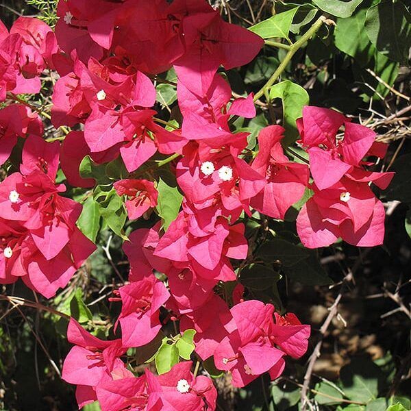 Barbara karst bougainvillea