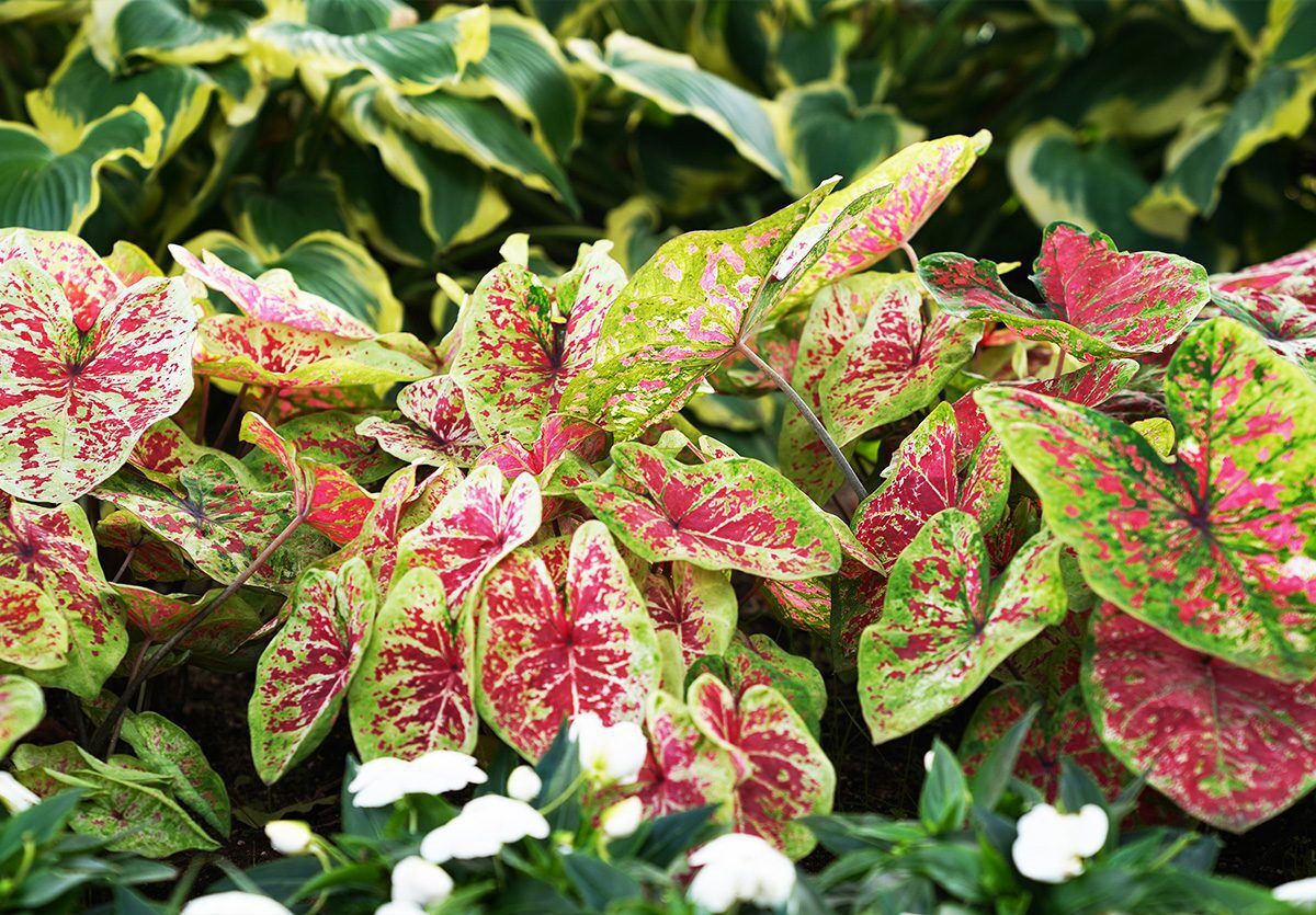 Proven Winners® Annuals