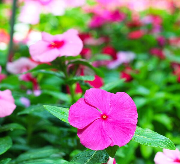Link to Cora® XDR Vinca  product page