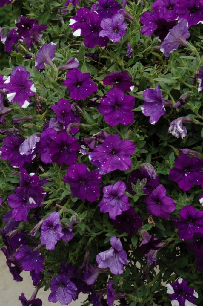 Night Sky Petunia